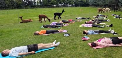 der hype ums alpaka: zwischen kommerzialisierung und tierwohl - spiegel tv für arte re