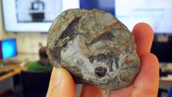 Fossil-Fund lässt Forscher staunen – Vorfahren der Säugetiere legten wohl Eier