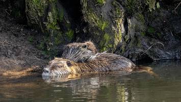 greifen nutrias in nettelnburg hunde an? verband reagiert auf klagen
