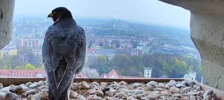 bei „falks“ im wohnzimmer: dieses paar hat die beste aussicht augsburgs