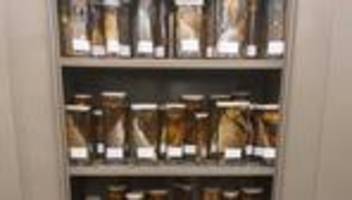 elbvertiefung: der tägliche newsletter aus hamburg: herr ober, da schwimmt ein fisch in meinem fusel!