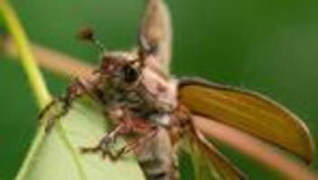Naturphänomen: Wo der Maikäfer-Massenflug gerade in Schwung kommt