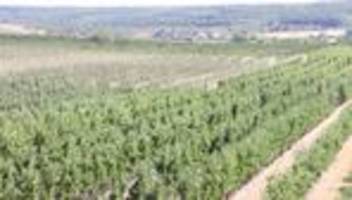 Obstbau: Thüringer Obstbauern fürchten Spätfrost