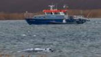 Tiere: Ministerium: Buckelwal hat noch keinen Sender