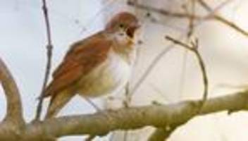 Tiere: Nachtigallen singen wieder um die Wette