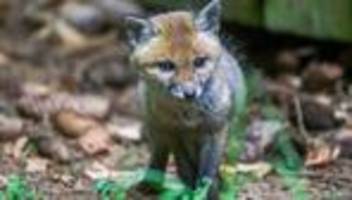 Tiere: Polizei rettet entkräfteten Fuchswelpen
