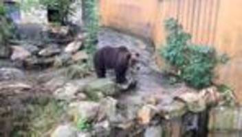 Tierische Seniorin: Braunbärin Teddy zieht in den Bärenwald Müritz