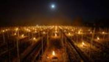 Wein: Winzer entzünden Feuer zum Schutz vor Frostschäden