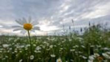 wetterausblick: grauer wochenstart - wann und wo es wieder 20 grad werden