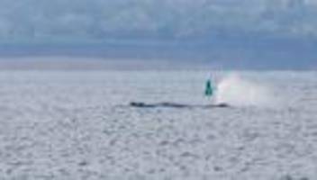 wal in der ostsee: helfer wollen wal zum weiterschwimmen animieren