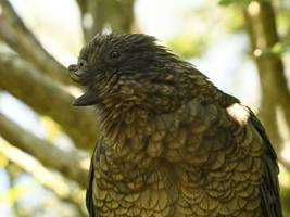 tiere: halber schnabel, ganzer boss