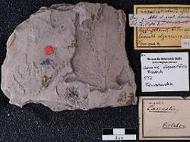 bis zu 56 millionen jahre: bisher ältestes cannabis in sachsen-anhalt entdeckt