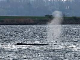 dlrg-boote begleiten tier: gestrandeter buckelwal schwimmt zunächst in falsche richtung