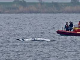 Konzept so nicht durchzusetzen: Für die Wal-Rettung in der Ostsee sieht es nicht gut aus