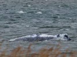 Überleben unmöglich: walretter: in der nordsee wartet auf den wal nur sein letzter tauchgang