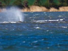 Überleben unmöglich: Walretter: Wir sollten den Wal in Ruhe lassen