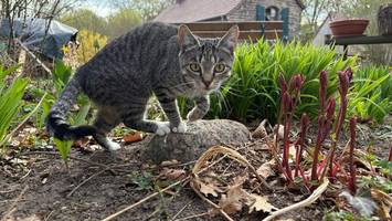 soll man fremde eindringlinge im garten tolerieren?