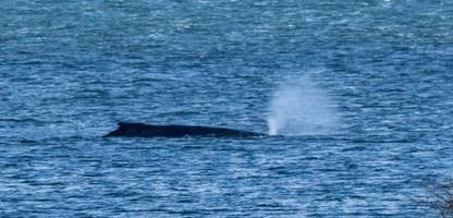 Gestrandet vor der Insel Poel: Der Buckelwal hat sich freigeschwommen