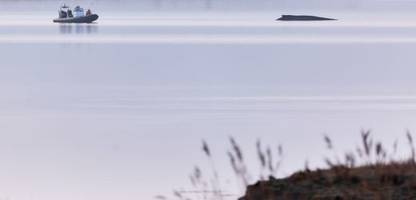 Gestrandeter Buckelwal in Mecklenburg-Vorpommern: Geldgeber der Rettungsaktion hofft auf ein Wunder