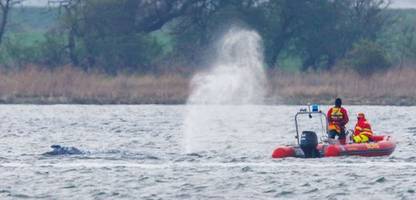Poel: Wal schwimmt sich frei - wie stehen die Chancen für »Timmy«?