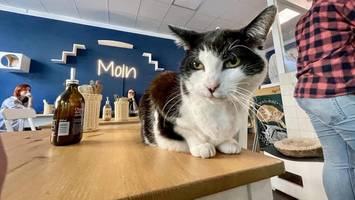 Hamburger Katzencafé gibt nach neun Jahren auf – was das für die Tiere bedeutet