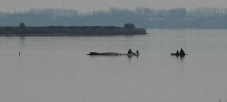 Buckelwal kommt nicht vom Fleck: Verfolgen Sie das Tier live im Video