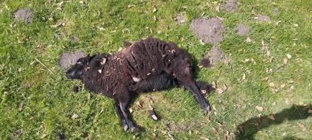 Vier Schafe gebissen – am Ende sind alle tot: Was ist in Bächingen passiert?