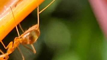 verwüsten alles: behörden gehen gegen feuerameisen vor  - die leisten widerstand