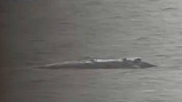 video zeigt, wie buckelwal vor insel poel plötzlich los schwimmt