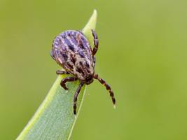 infektionserkrankung: kommt bald ein impfstoff gegen borreliose?