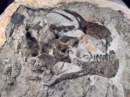 dinosaurier: „mona lisa“ der fossilien: wenn in einem brocken ein ganzer dino-schädel steckt