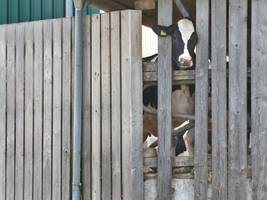 tierrechtsaktivist schildert zustände in bad grönenbach: „kranke tiere mit seilwinden verladen“