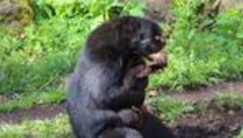 Berliner Tierpark: Kleiner Brillenbär Enzo macht erste Schritte im Freigehege