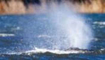 Gestrandeter Buckelwal: Backhaus: Tierwohl steht bei Walrettung im Mittelpunkt