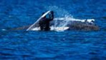Hilfe - oder nur Qual?: Experte rät erneut, Wal »strikt in Ruhe zu lassen«