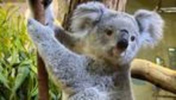 Koala-Tausch: Willkommen & Abschied: Wechsel bei Koalas im Zoo