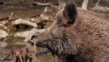 Sachsen und Thüringen: 40 Jahre nach Tschernobyl: Wildschweine vereinzelt verseucht