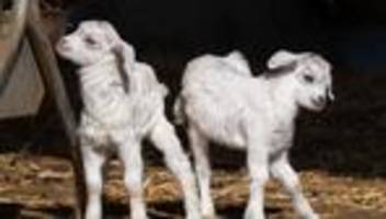 Stuttgarter Zoo: »Määäh« – Junge Zicklein bringen Trubel in Wilhelma