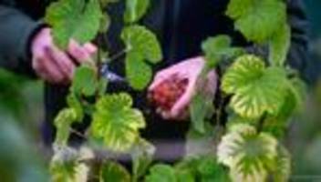 Weinbau: Sachsens Winzer trotzen Bundestrend – Ernte wieder stabil