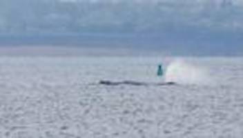 Welche Chancen hat der Wal?: Tun oder lassen – was ist das Beste für den Wal vor Poel?