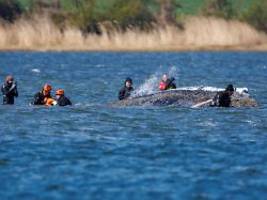 Streit innerhalb der Initiative: Wal hat neue Mulde, einen Sender, wohl ein paar Makrelen - und ist kurzatmig