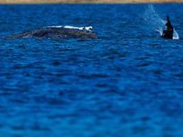 Sucht der gestrandete Wal Ruhe?: Viele Tiere sterben in der Wildnis über Wochen
