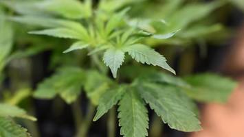 cannabis-geruch im ganzen haus: mann veranstaltet drogenpartys in berlin