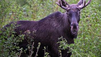 Elchwanderung 2026 in Schweden: Livestream entführt Zuschauer in die Natur