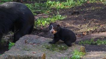 im video: tapsige schritte ins abenteuer – niedlicher baby-brillenbär verlässt höhle