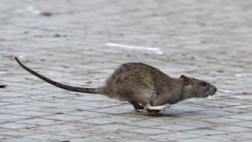 Rattenplage am Neuköllner Reuterplatz – Tierschützer sabotieren Bekämpfung