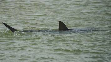 seltenes naturspektakel: riesenhai vor französischer mittelmeerküste gesichtet