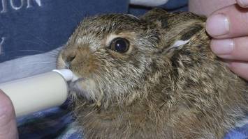 Wut über umherstreunende Hunde: „Tiere könnten abgeschossen werden“