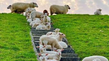 Lammfromm oder bockig? Süße Schafherde blockiert Treppe am Elbdeich