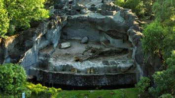 Verwaistes Löwengehege bei Hagenbeck wird Heimat für neue Tierart